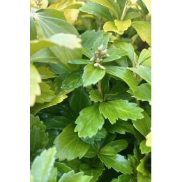 Pachysandre du Japon - Pachysandra terminalis - vente et description -