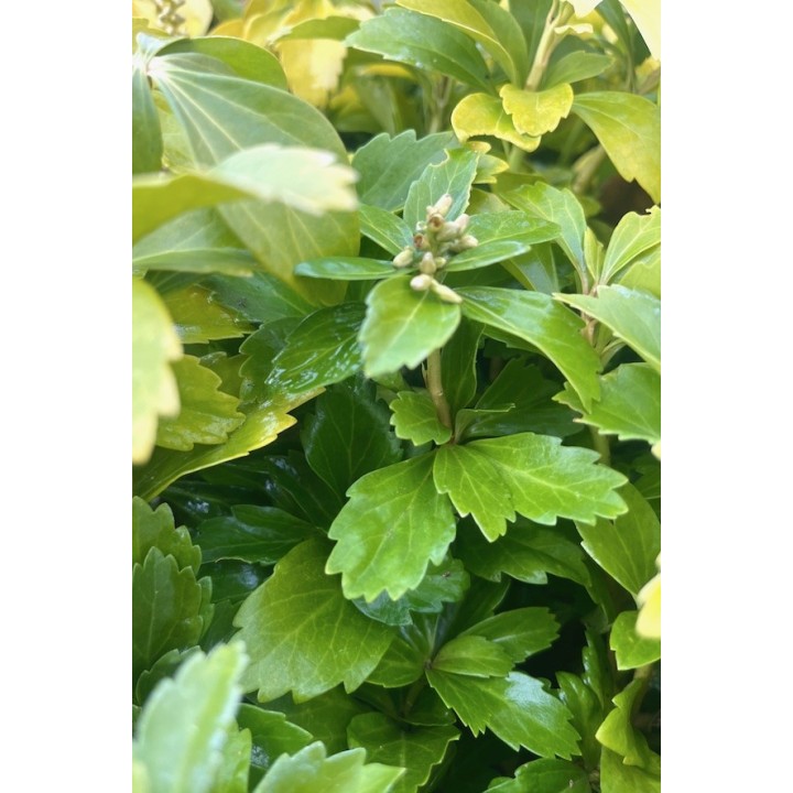 Pachysandre du Japon - Pachysandra terminalis - vente et description -