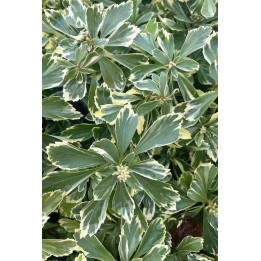 Pachysandre panaché - Pachysandra terminalis 'Variegata'
