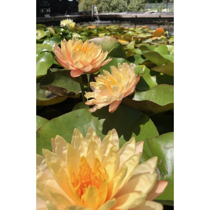 Nenuphar - Nymphaea 'Mangkala Ubol'