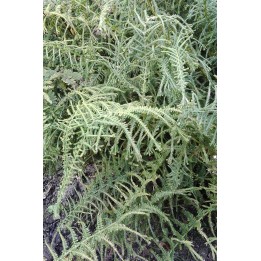 Fougère femelle - Athyrium felix-femina 'Victoriae'