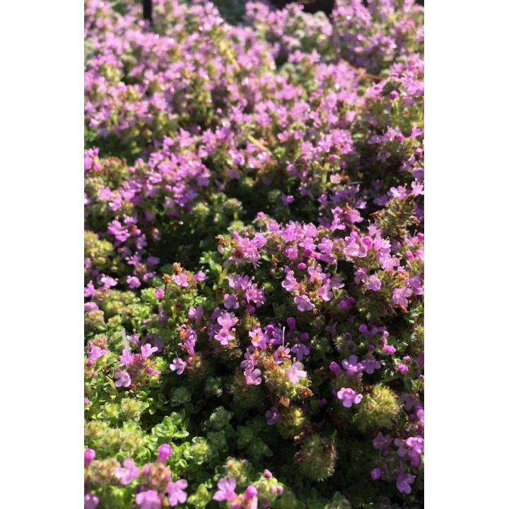 Thym rampant  - Thymus serpyllum 'Vey'