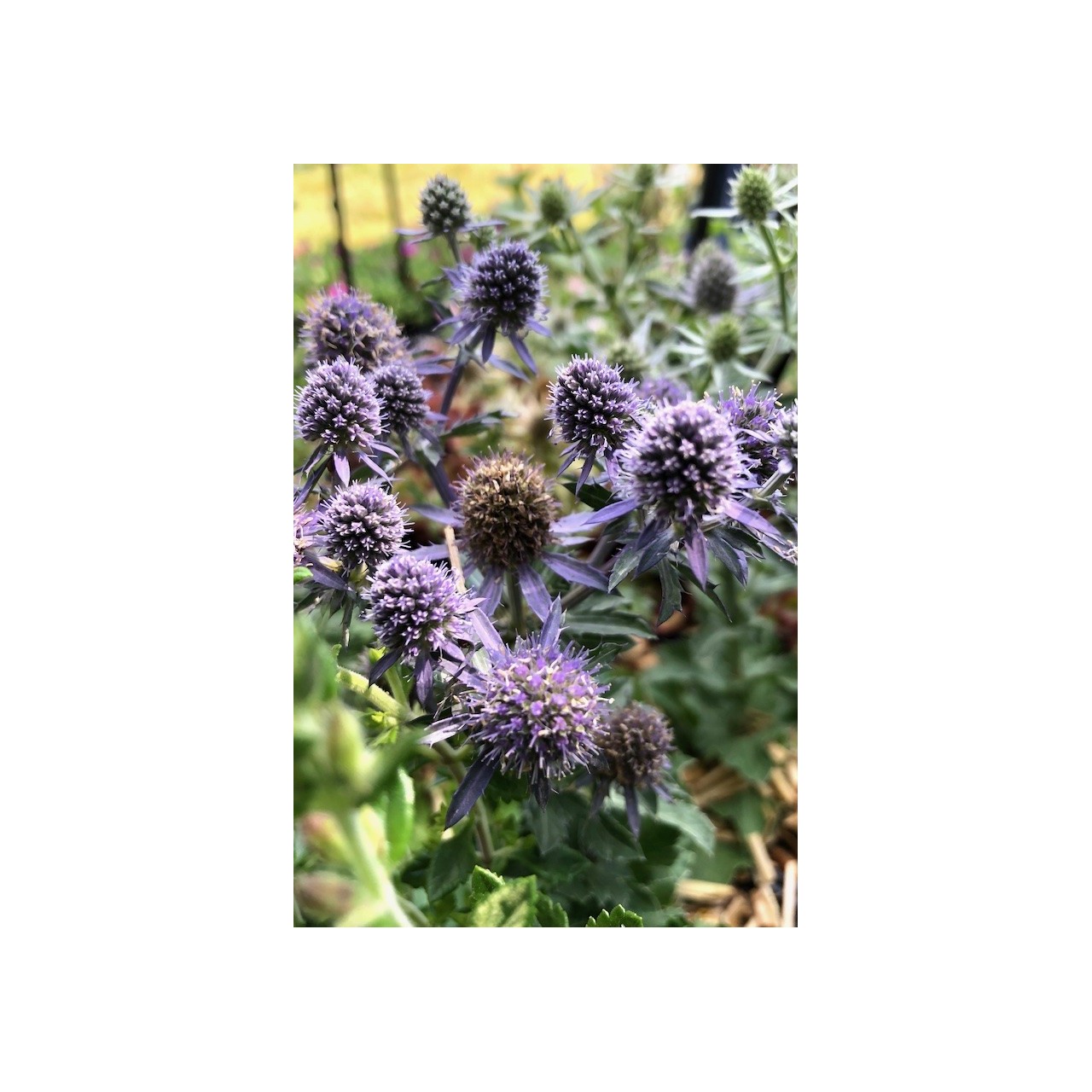 Cardon bleu nain - Eryngium planum 'Blue Hobbit'