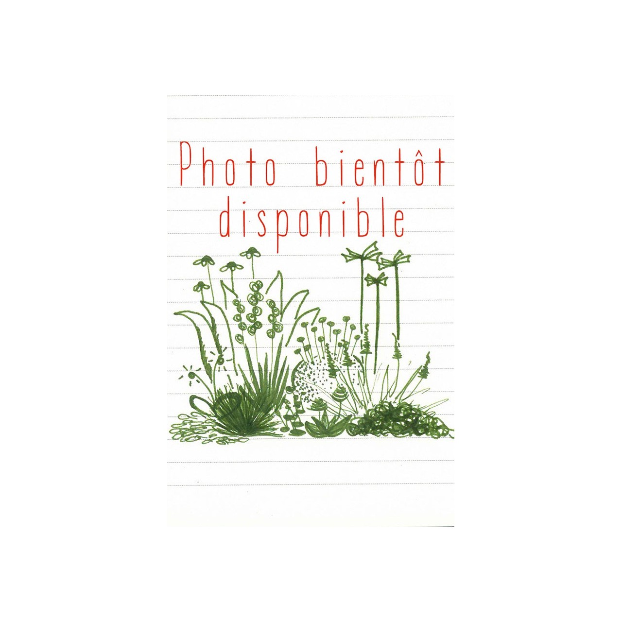 Panicum virgatum 'Heavy Metal'