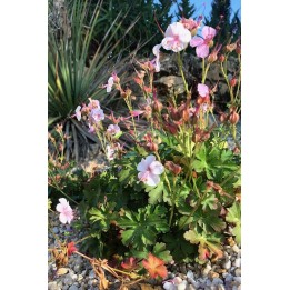 Bec de Grue - Geranium x cantabrigiense 'Biokovo'