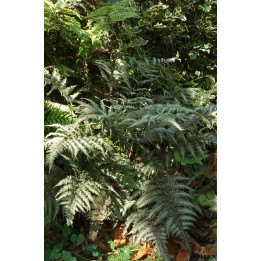 Fougère femelle du Japon - Athyrium niponicum var.pictum