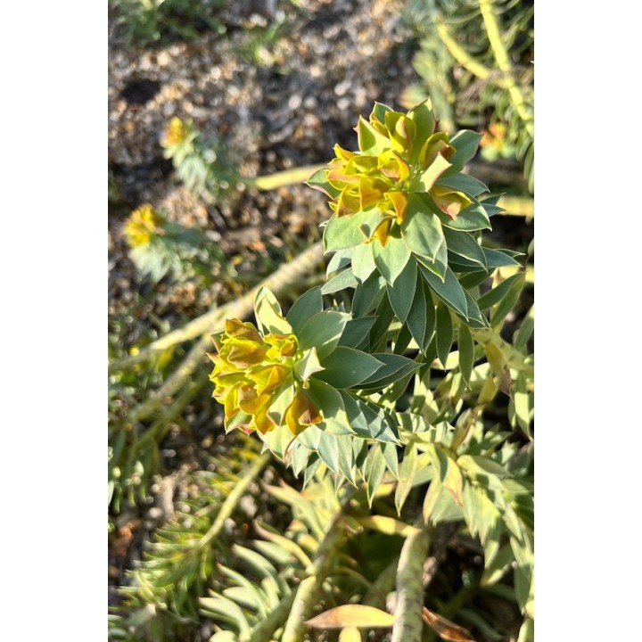 Euphorbia rigida