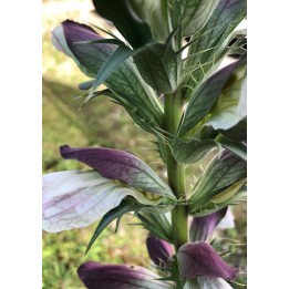 Acanthus hirsutus subsp. syriacus