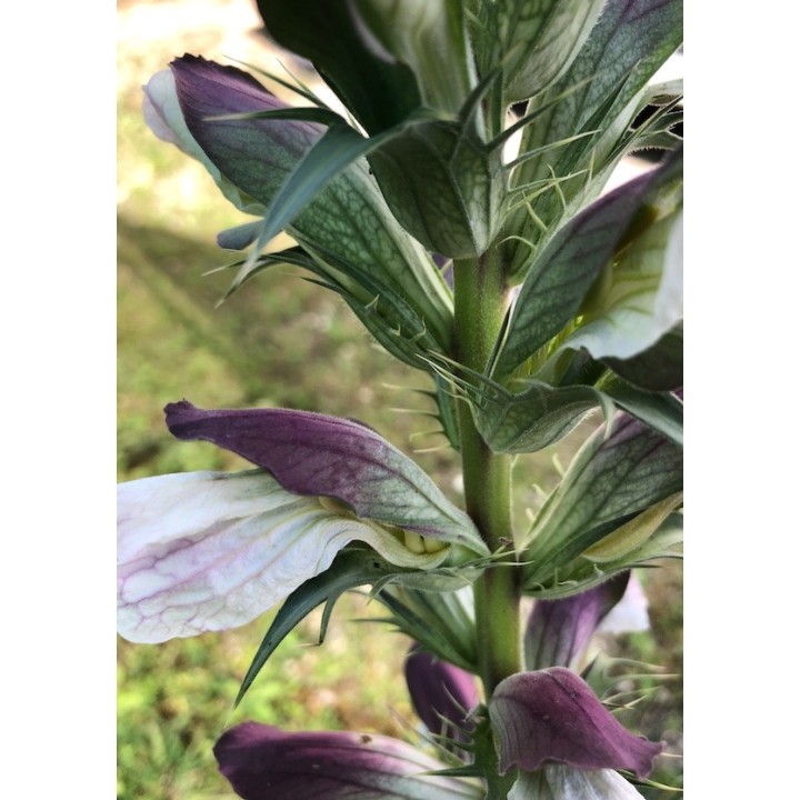 Acanthus hirsutus subsp. syriacus