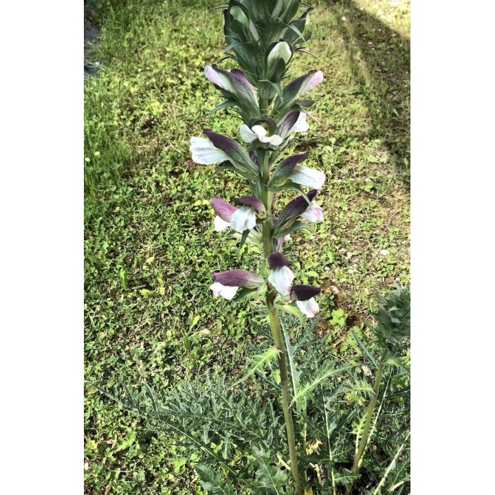 Acanthus hirsutus subsp. syriacus