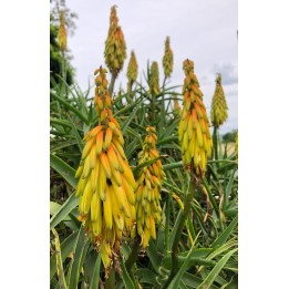 Aloiampelos striatula - Aloe striatula