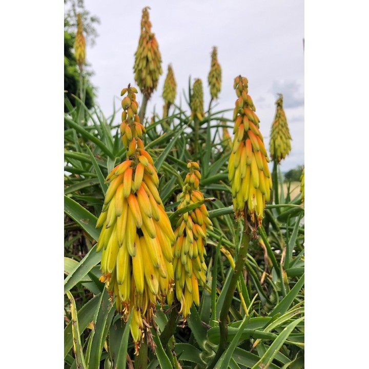 Aloiampelos striatula - Aloe striatula
