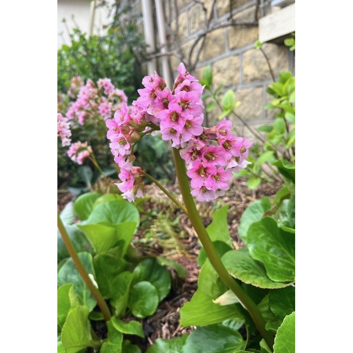 Plante des savetiers - Bergenia crassifolia