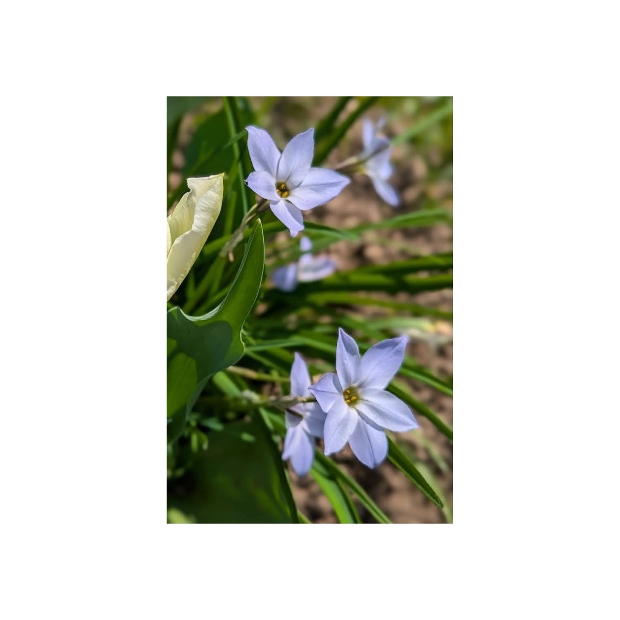 Ipheion uniflorum - Etoile de printemps