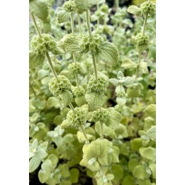Ballota hirsuta