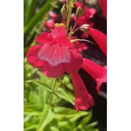 Galane - Penstemon 'Jupiter'