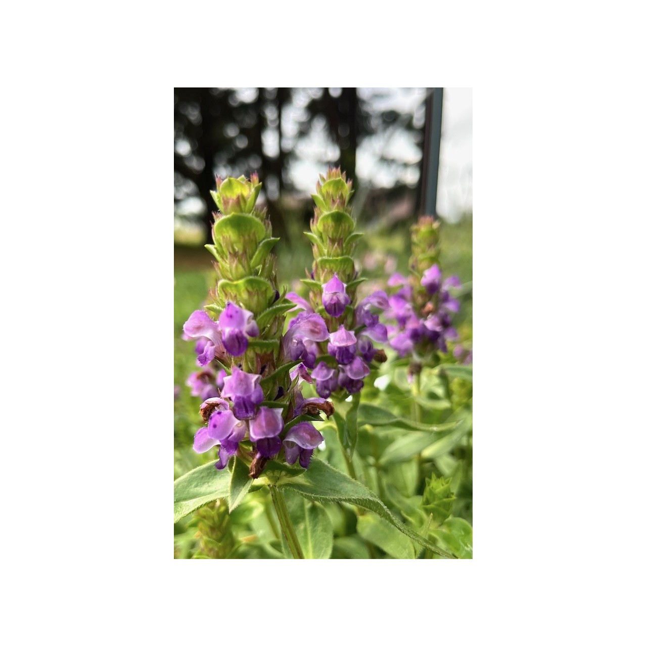 Brunelle à feuilles d'Hysope - Prunella hyssopifolia