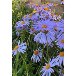 Aster tongoliensis 'Wartburgstern'