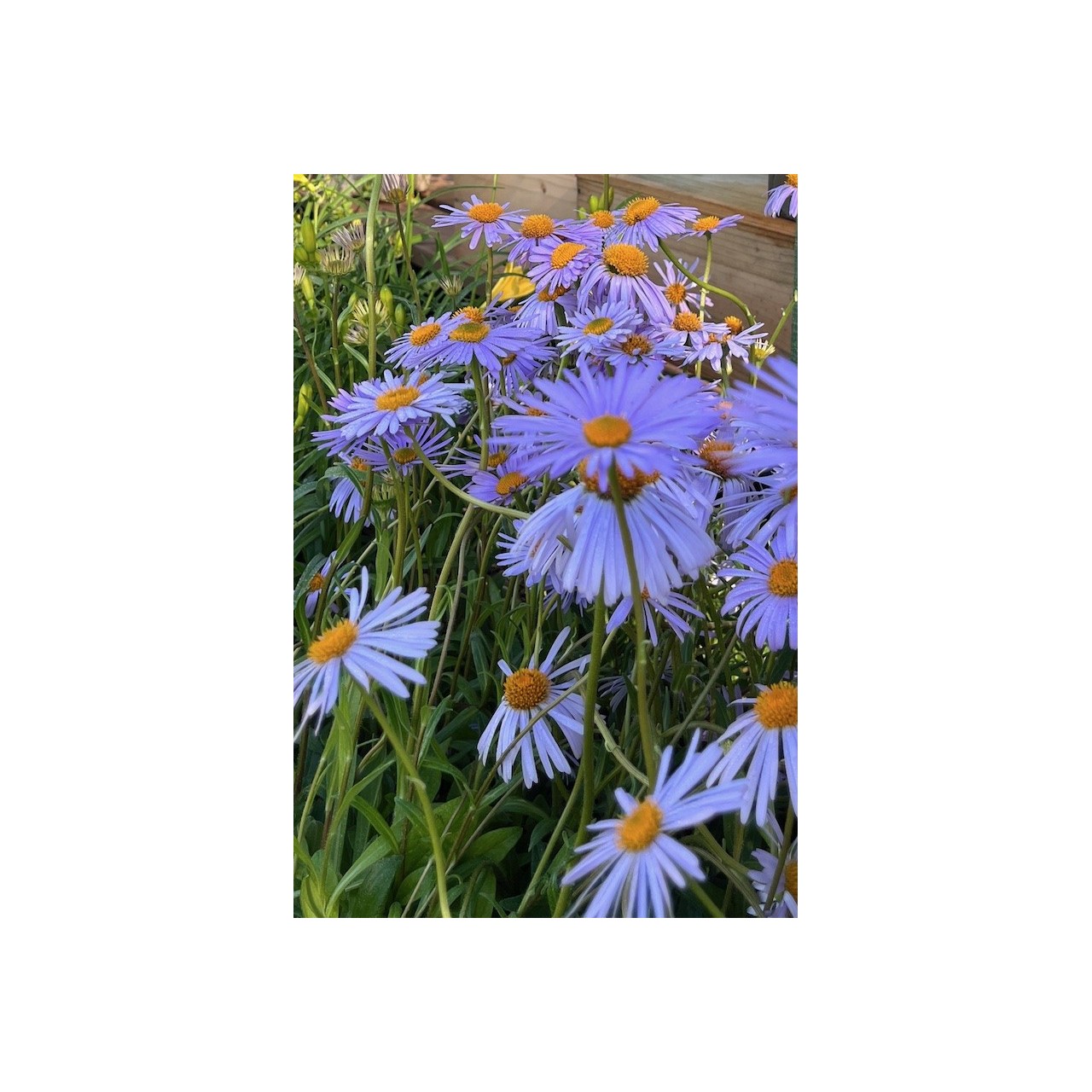 Aster tongoliensis 'Wartburgstern'