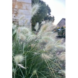 Herbe aux écouvillons - Pennisetum villosum