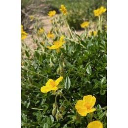 Helianthème jaune - Helianthemum 'Sterntaler'