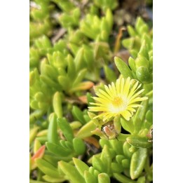 Ficoïde à fleurs jaunes - Delosperma nubigenum