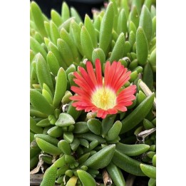 Ficoïde  à fleurs rouges - Delosperma dyei 'Psdold'
