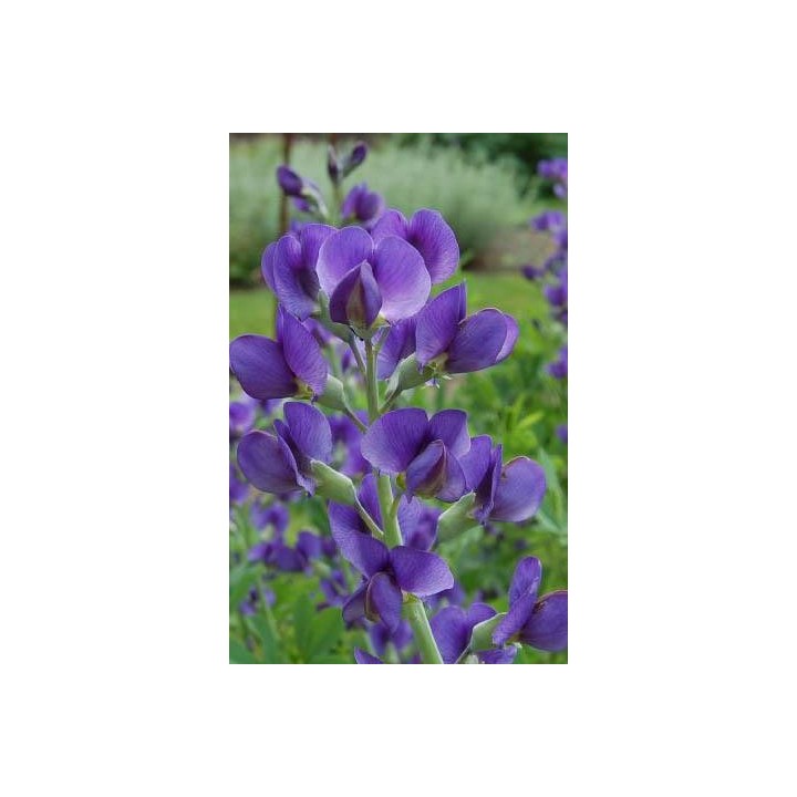 Lupin indigo - Baptisia australis