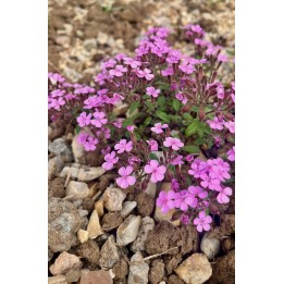 Saponaire de Montpellier -Saponaire faux-basilic -Saponaria ocymoides