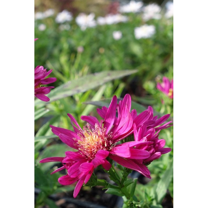 Vendangeuse - Aster n.b 'Royal Ruby' - Symphyotrichum n.b 'Royal Ruby'
