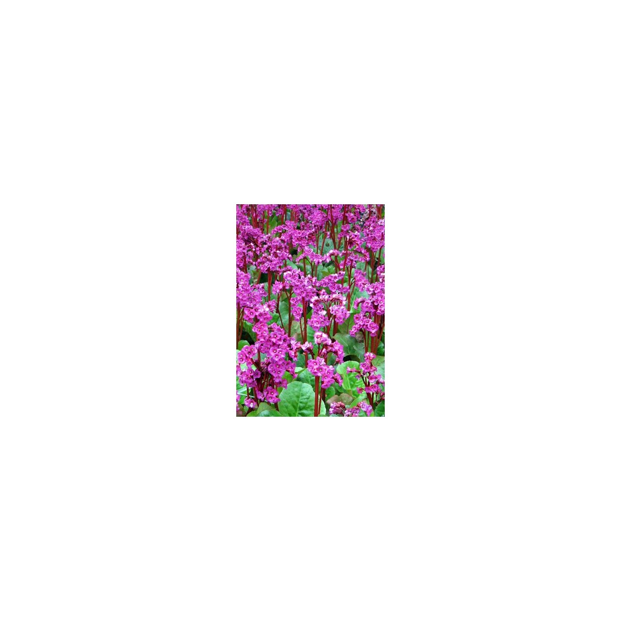 Plante des savetiers - Bergenia 'Abendglut'