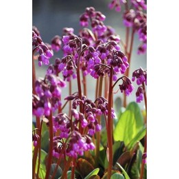 Plante des savetiers - Bergenia cordifolia 'Vinterglöd'