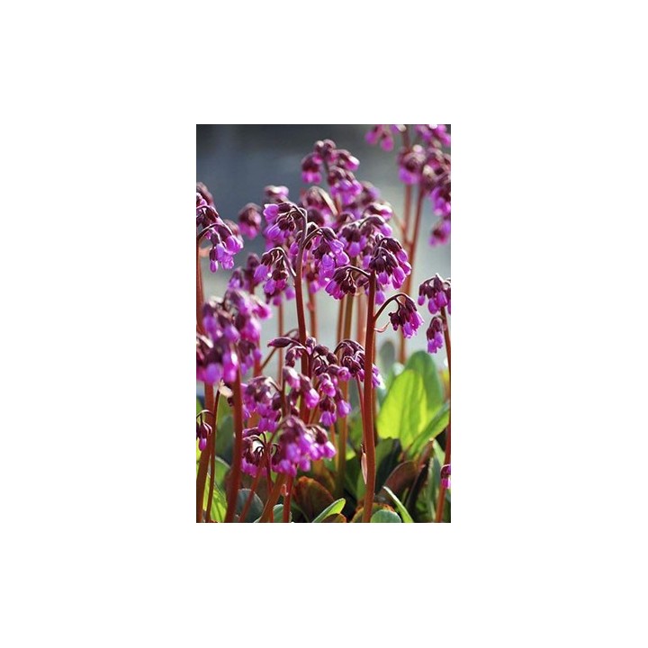 Plante des savetiers - Bergenia cordifolia 'Vinterglöd'