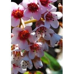 Plante des savetiers - Bergenia pacumbis (ligulata)