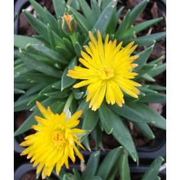 Bergeranthus jamesi