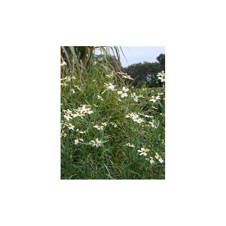 Bidens heterophylla