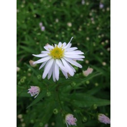 Vendangeuse - Aster (Symphyotrichum) n.b 'Snowsprite'