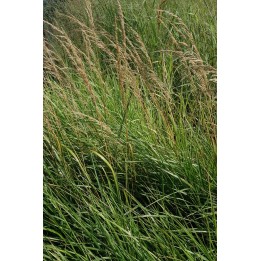 Calamagrostis x acutiflora
