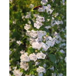 Calamintha nepeta