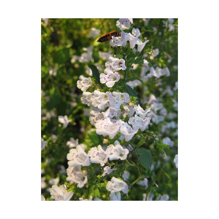 Calamintha nepeta