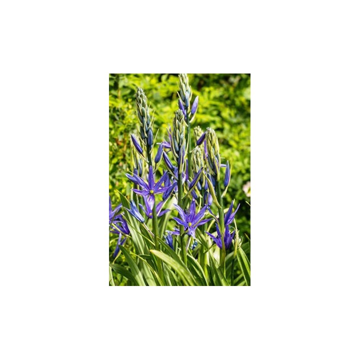 Camash - Camassia leichtlinii subsp.suksdorfii