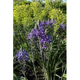 Lys des Indiens - Camassia quamash