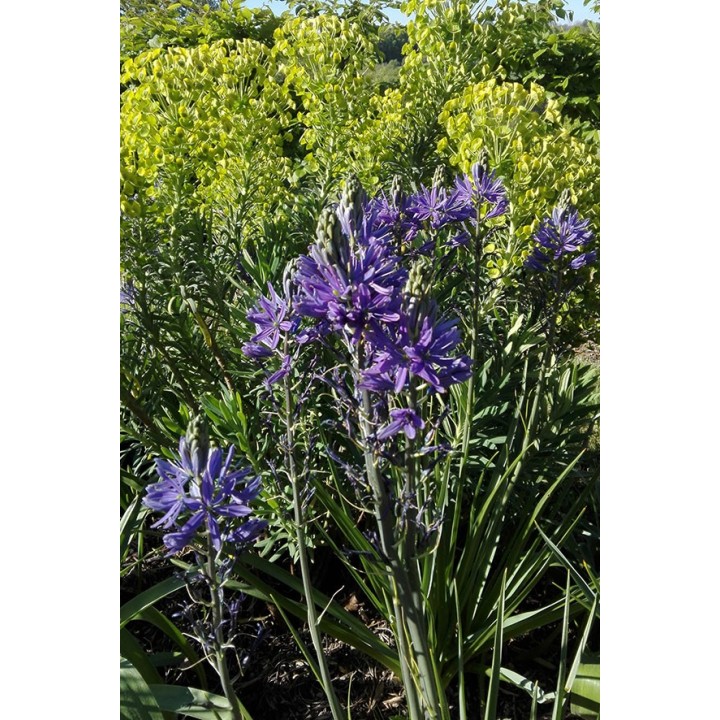 Lys des Indiens - Camassia quamash