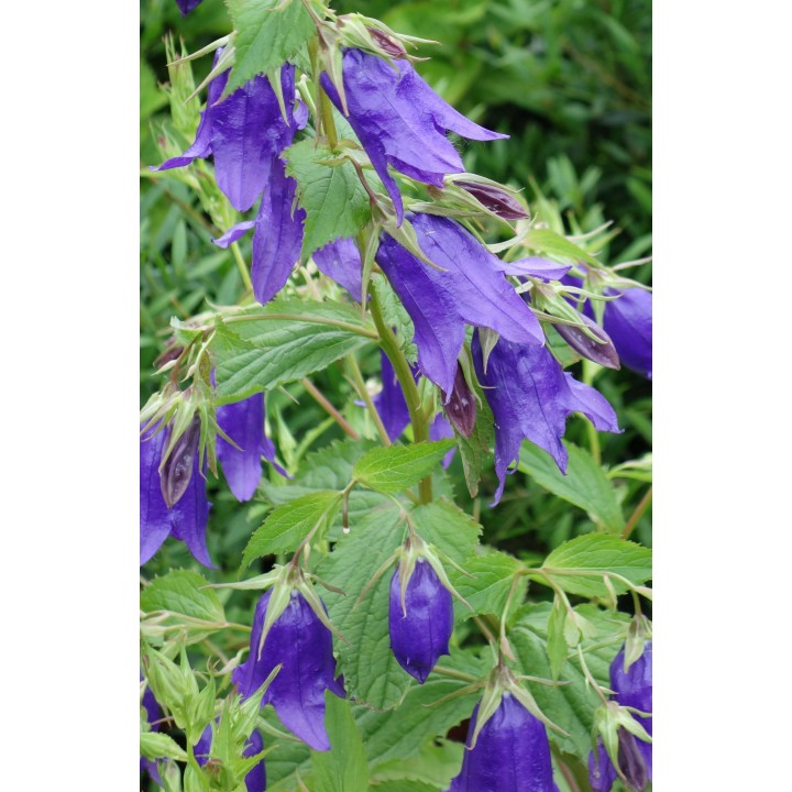 Campanule - Campanula 'Kent Belle'