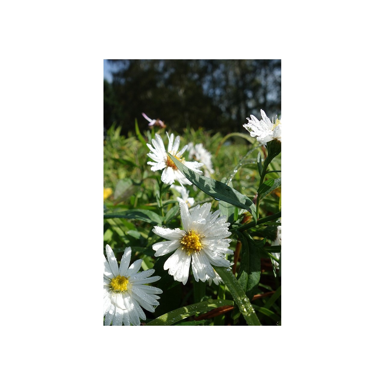 Vendangeuse - Aster n.b 'White Ladies' -  Symphyotrichum n.b 'White Ladies'