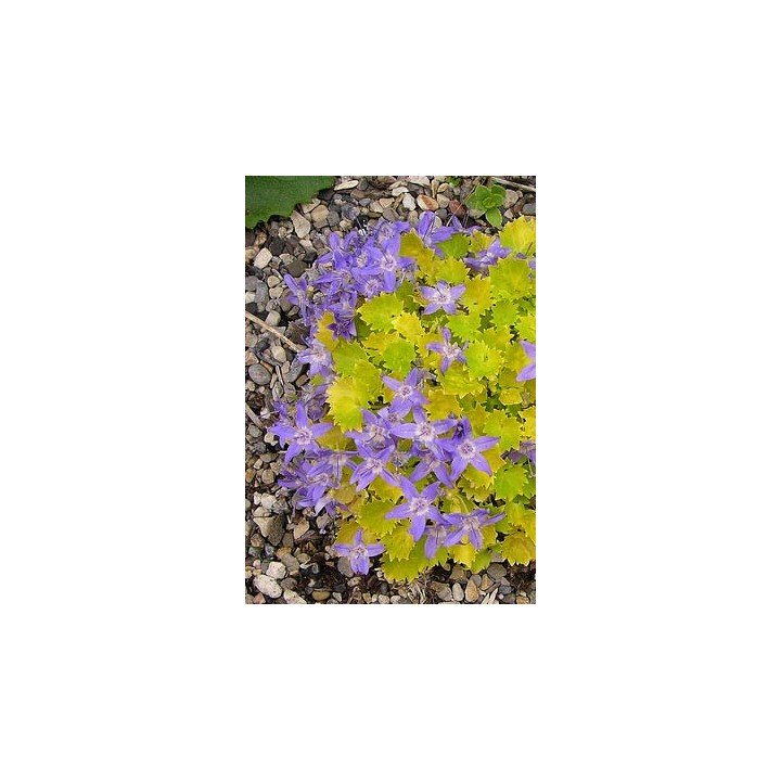 Campanule - Campanula garganica 'Dickson's Gold'