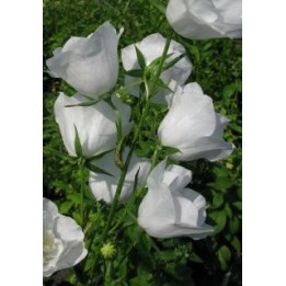 Campanula à feuilels de pêcher - Campanula persiciflolia 'Alba Coronata'