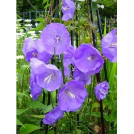 Campanula à feuilels de pêcher - Campanula persicifolia 'Blue Bloomers'