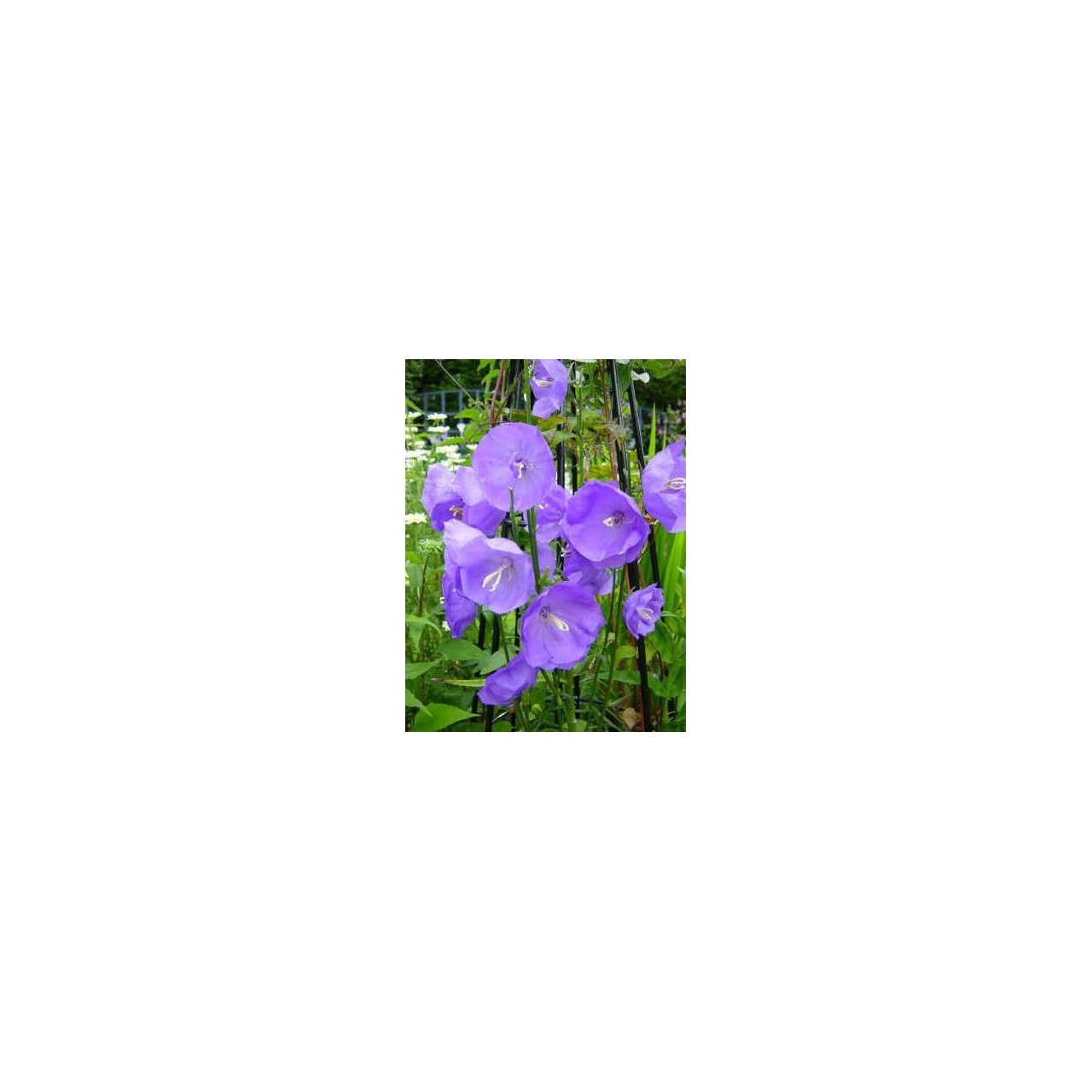 Campanula à feuilels de pêcher - Campanula persicifolia 'Blue Bloomers'