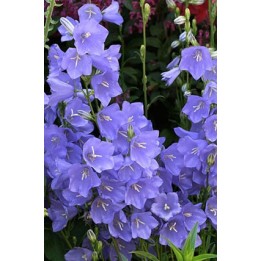 Campanula à feuilels de pêcher - Campanula persicifolia 'Telham Beauty'